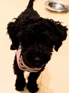 Anjing Toy Poodle hitam bersih female 1 tahun