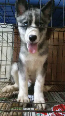 Husky mix samoyed