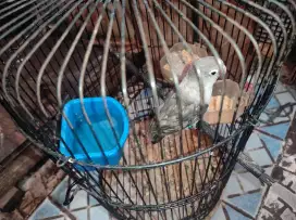 LOVEBIRD BATMAN JANTAN 5 BULAN