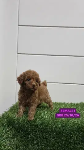 FOR SALE FEMALE PUPPIES RED TOY POODLE