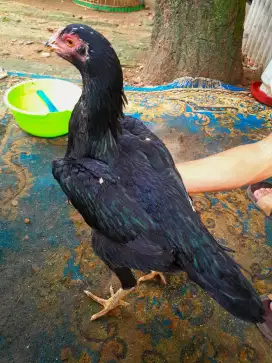 Ayam Biang Bangkok Klasik Big Super