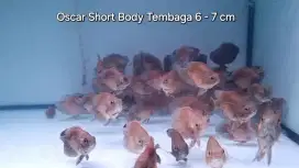 Ikan Oscar Short Body Tembaga 7 cm