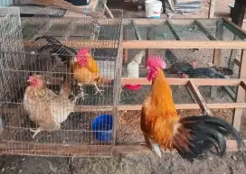 Indukan ayam kate sepasang