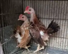 Jual 2 ekor anak ayam kate 100.000