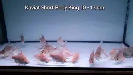 Ikan Kaviat Short Body king 12 cm