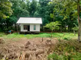 Dijual Rumah sekaligus lahan pohon karet L 50m x 100m,