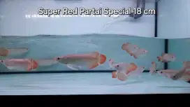 Arwana Super Red Partai Special 18cm