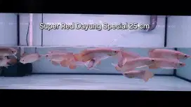 Arwana Super Red Dayung Samurai 25 cm