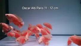 Ikan Oscar Alb Paris 12 cm