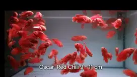 Ikan Oscar Albino Red Chili 11 cm