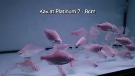 Ikan kaviat Platinum 8cm