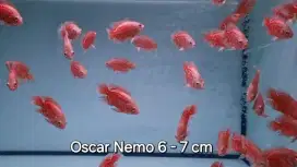 Ikan Oscar Nemo 7cm