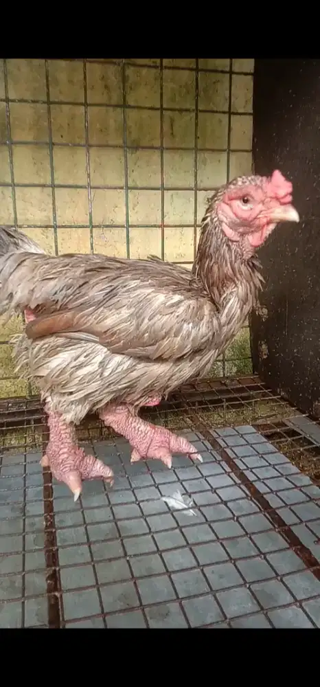 AYAM KAKI GAJAH BETINA