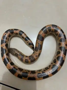 Ular sand boa / Ular pasir