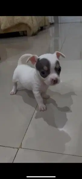 chihuahua puppy