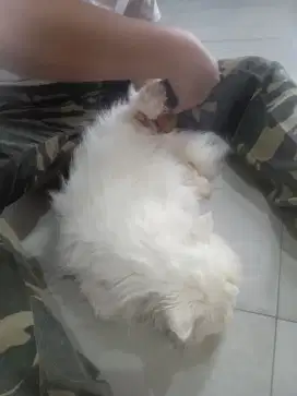 grooming kucing panggilan