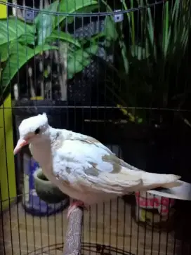 Burung Puter Blorok Jambul warna cantik (baca deskripsi iklan)