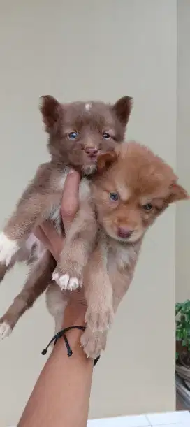 Anjing pomerian mix