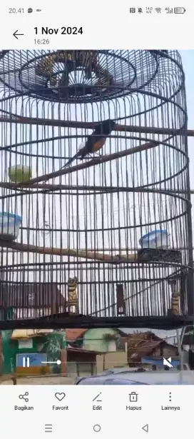 Jual murai gacor burung gantang