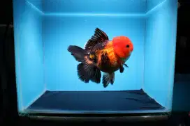 Ikan Mas Koki Oranda Rose Tail Size 14 cm