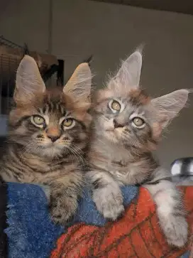 Kucing Maine Coon Kitten Mainecoon PED CFA Pedigree