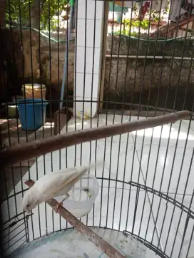 Dijual burung kenari lokal/loper