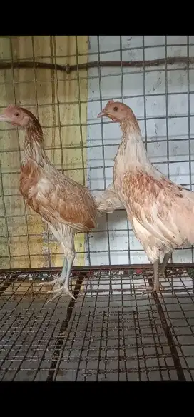 Ayam Ketawa Betina