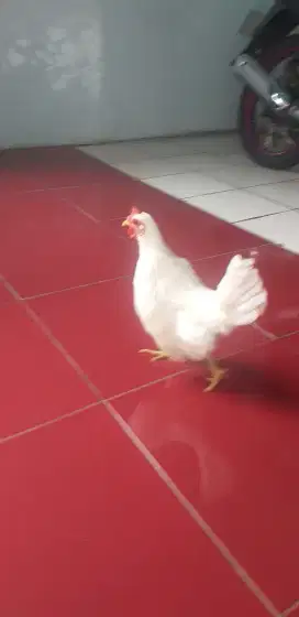 Ayam betina 4 bulan