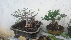 Bonsai sancang & bonsai hokianti