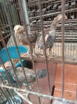 Anak AYAM PELUNG Jali