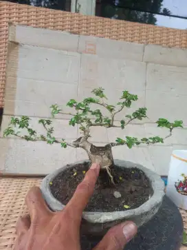 Bonsai sancang.