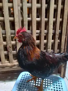 Ayam Kate Remaja