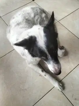 Jual anjing mix jago nangkap tikus