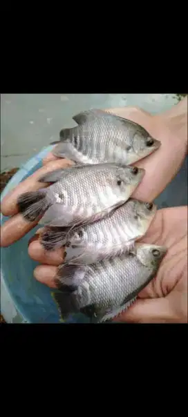 SEDIA BIBIT IKAN GURAME SOANG