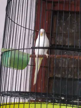 Dijual burung parkit albino,mata merah..