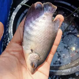 SEDIA BIBIT IKAN GURAME SOANG