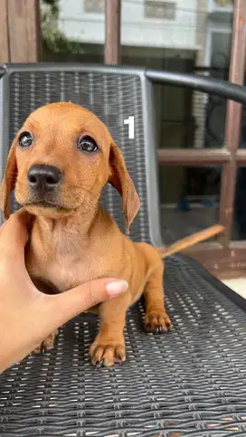 dijual anjing pure tekel/dachschund brown puppy 2months