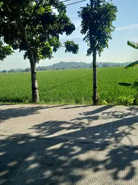 tanah sawah produktif jalan cor propinsi