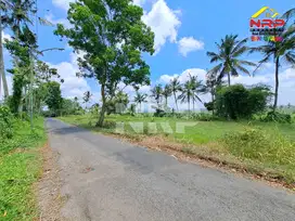 Dijual Tanah tepi Jl. Desa Banjar, Licin - Banyuwangi