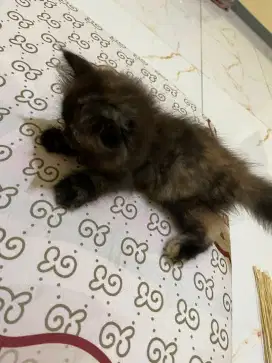 Lepas Adopsi Persia bulu kemoceng