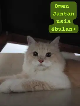 Kucing persia medium, usia 4 bulan