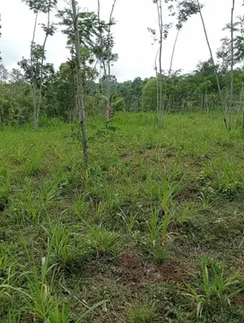 Tanah Kebun Murah Di Puspo Tutur Nongkojajar Purwodadi