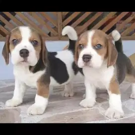 DIJUAL ANAK ANJING BEAGLE