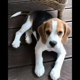 DIJUAL ANAK ANJING BEAGLE