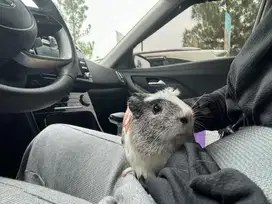 Dicari yang sayang hewan guinea pig