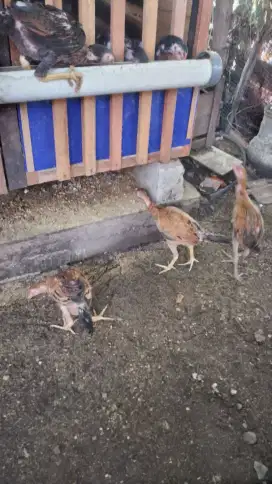 Ayam kampung campur kutukan