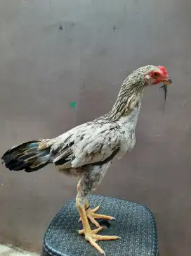 Ayam pamangon bulbi sepasang