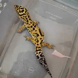 Leopard Gecko Morph Jungle