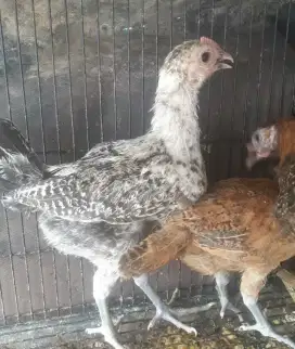 Ayam arab betina usia 2bulanan