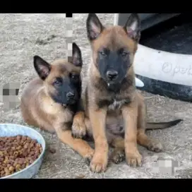 DIJUAL ANAK ANJING BELGIAN MALINOIS